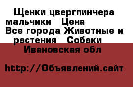 Щенки цвергпинчера мальчики › Цена ­ 25 000 - Все города Животные и растения » Собаки   . Ивановская обл.